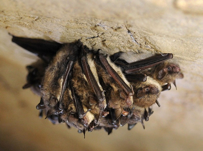 A file photo of brown bats hibernating in New Mammoth Cave near LaFollette, Tenn.