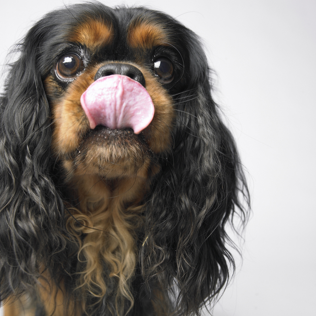 Microchips Help Bring Lost Pets Home Chattanooga Times Free Press