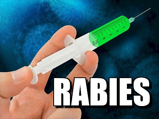 Rabies warning issued after bat acting strangely on Saturday at ...