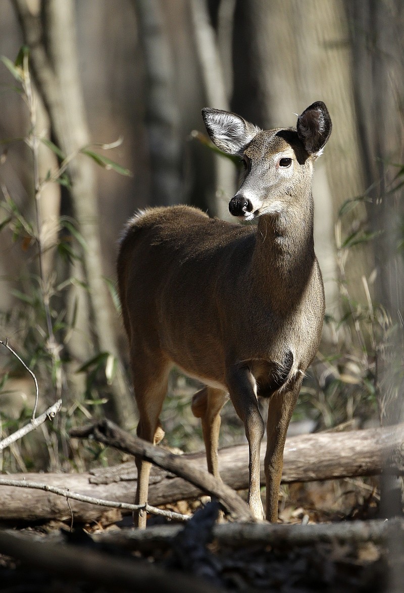 A deer grazing in Nashville. Tennessee wildlife officials say the deer season concluding was a good one that colder weather would have improved even more.