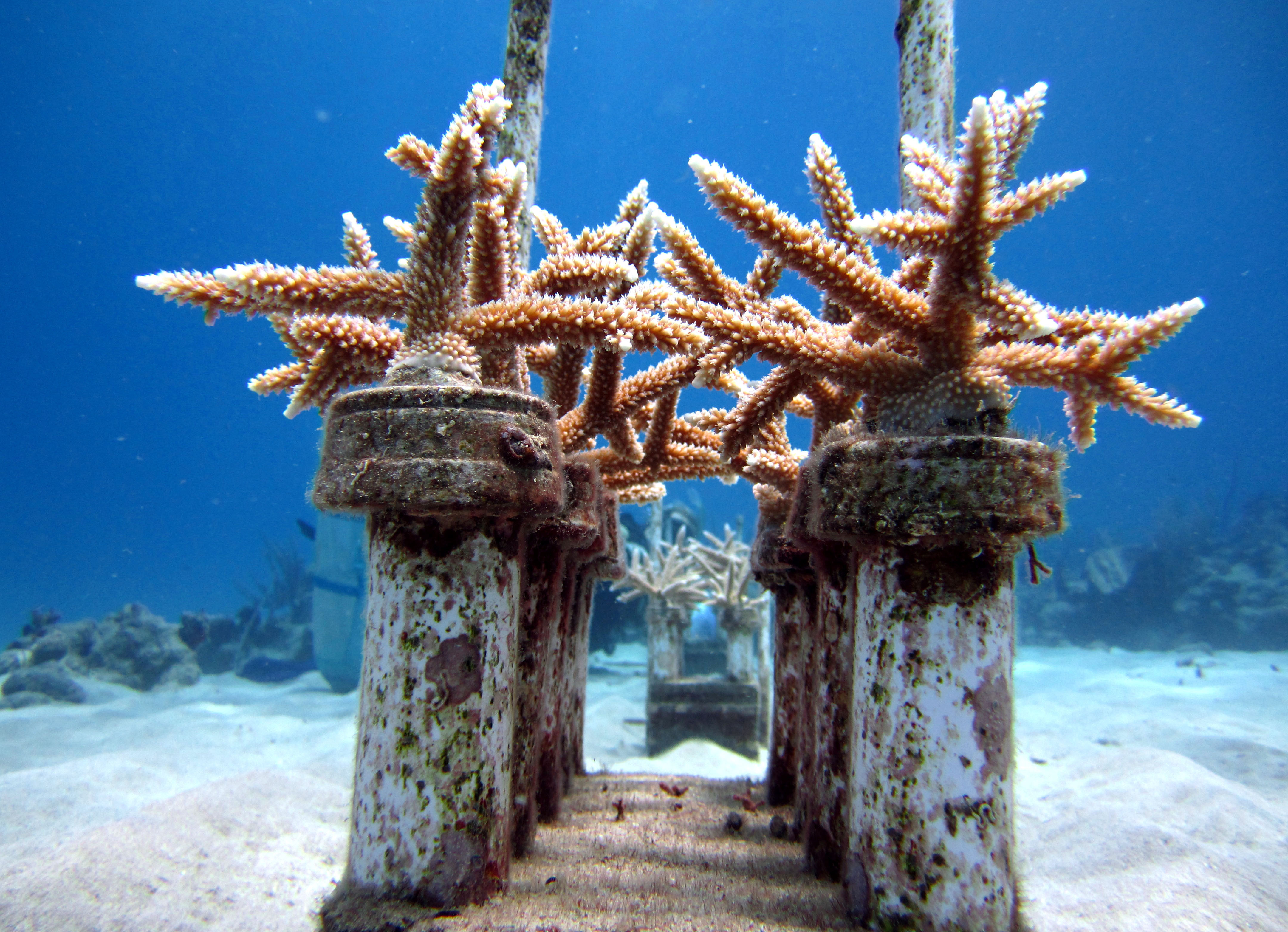 Coral comeback: Reef 'seeding' in the Caribbean