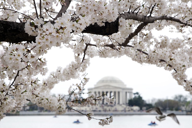 Cherry blossom trees bloom in 2012 around the Tidal Basin with the Jefferson Memorial in the background in Washington. Officials in Washington are going to be predicting this year's peak bloom dates for the city's famed cherry trees. This year's National Cherry Blossom Festival is already planned for March 20 through April 14. The National Park Service says the peak bloom dates are March 26-30.