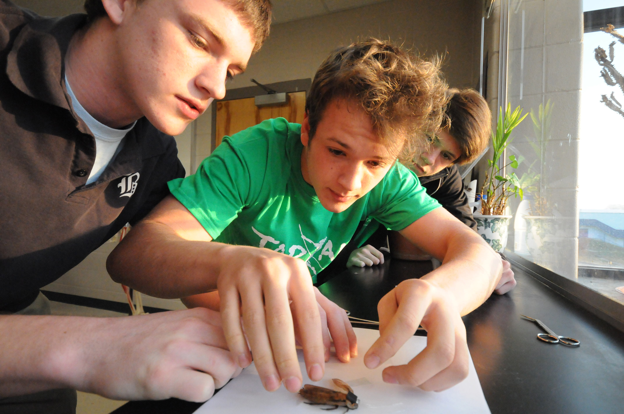 Cockroaches help students learn about nervous system (with video) |  Ellington