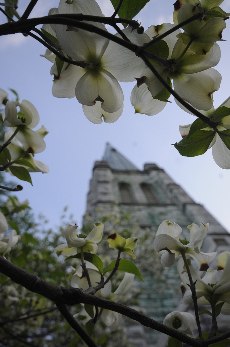 Dogwoods  bloom in downtown Chattanooga near the First Centenary United Methodist Church steeple at Georgia and McCallie Avenues.