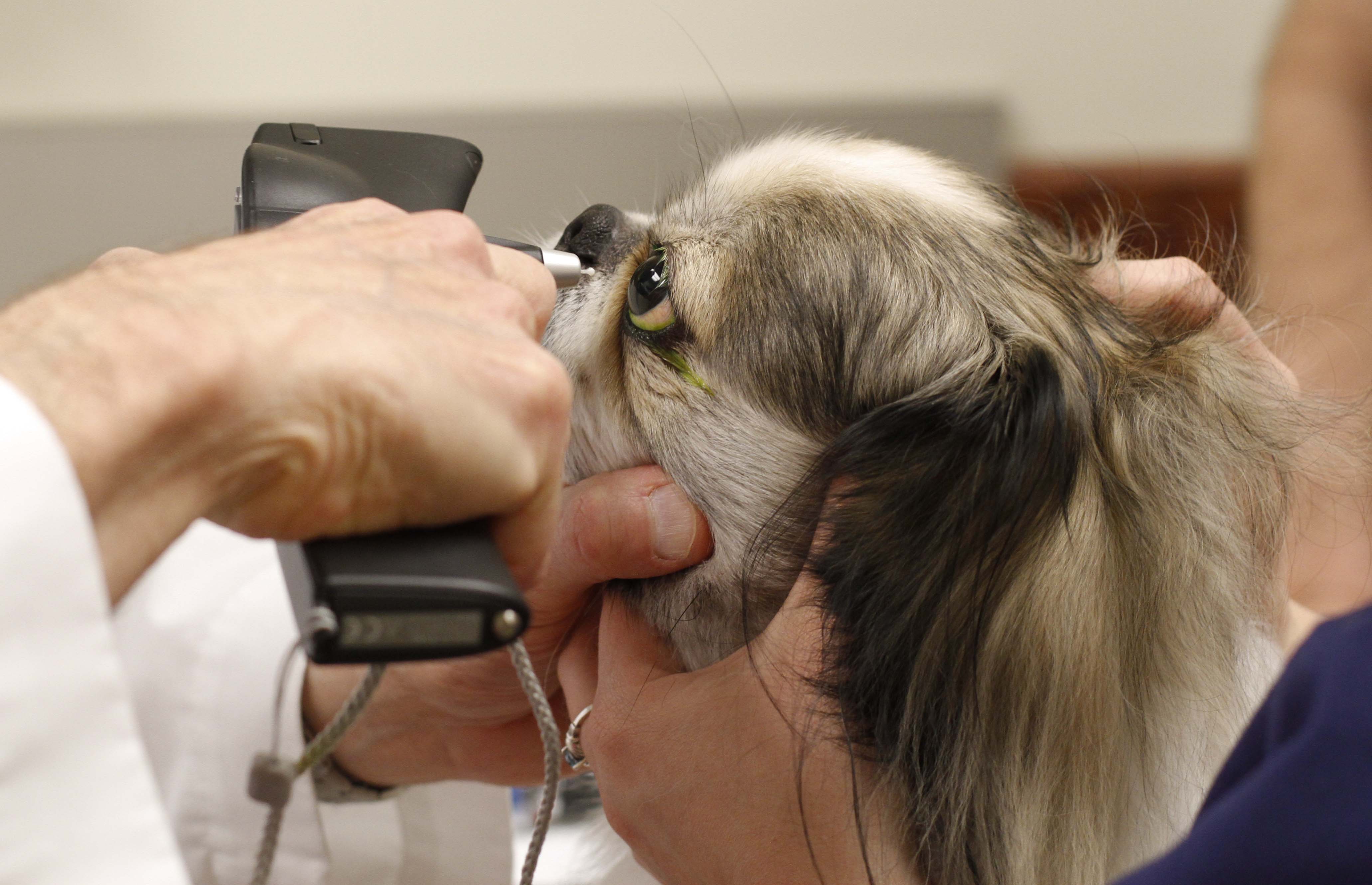 EYE ON PETS Traveling ophthalmologist treats Chattanooga area animals