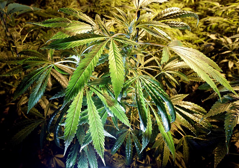 Marijuana or pot tile