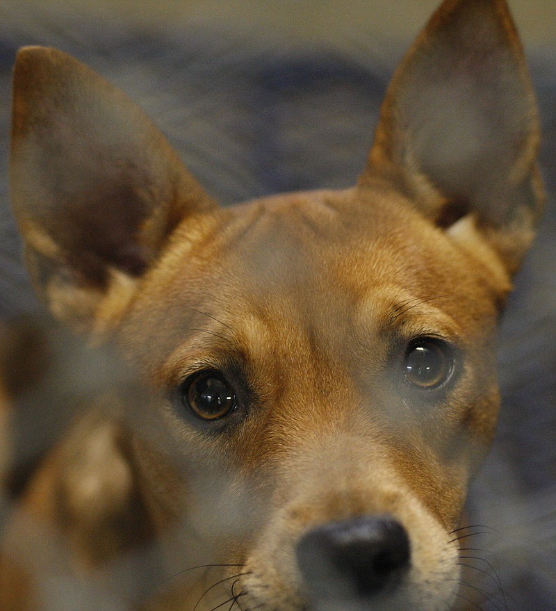 A dog stares from inside a kennel at the Cleveland Animal Control Shelter in Cleveland, Tenn.