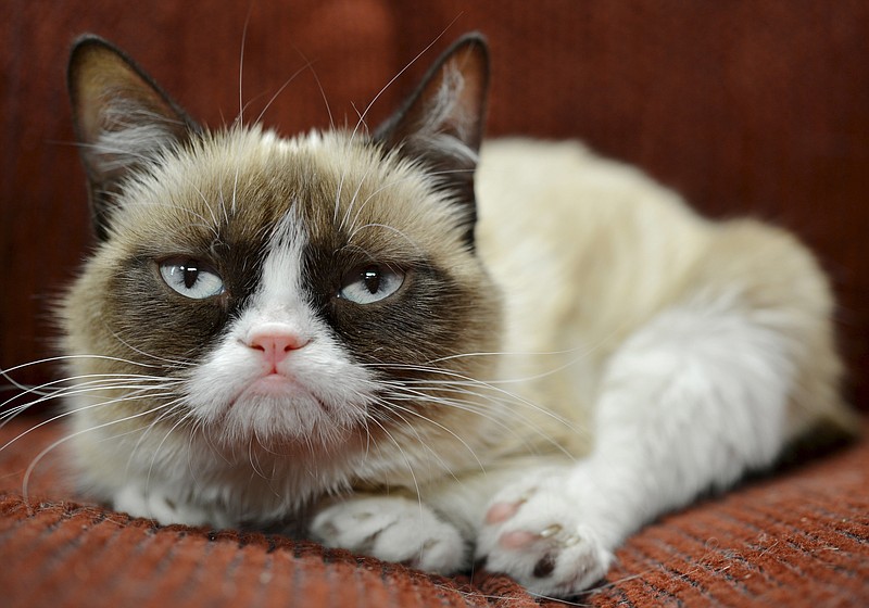 Grumpy Cat, the frown-faced internet sensation, whose real name is Tardar Sauce, is now the "spokescat" for a Friskies brand of cat food.