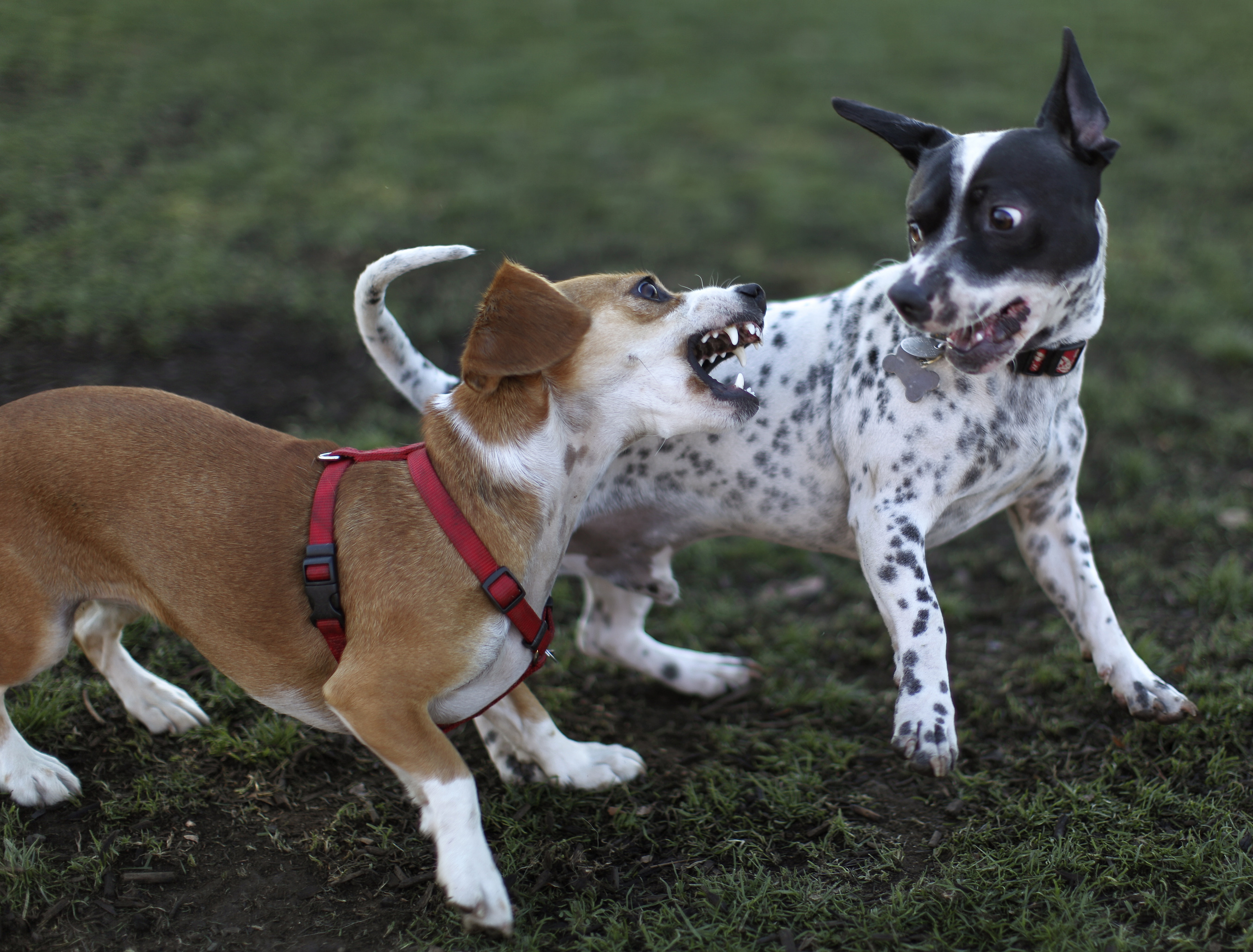 is it ok for dogs to play rough with each other