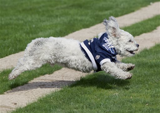 Hank the ballpark pup is still Hank. The Brewers just went all-in