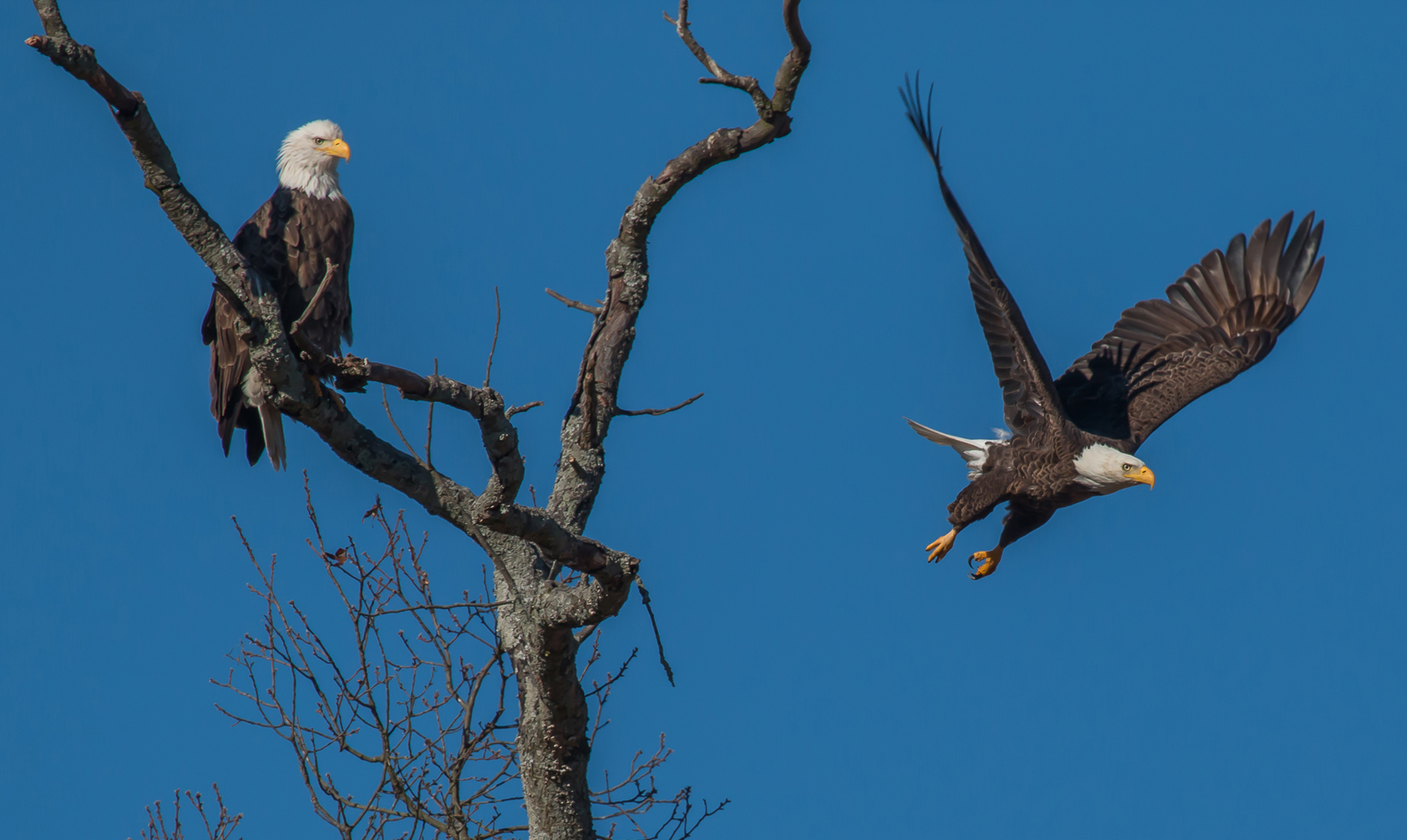 Berry college live eagle sales cam