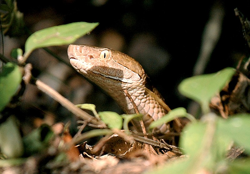 A new study shows that the number of copperhead snakes is rising in Georgia while the number of king snakes, which prey on copperheads, is falling.