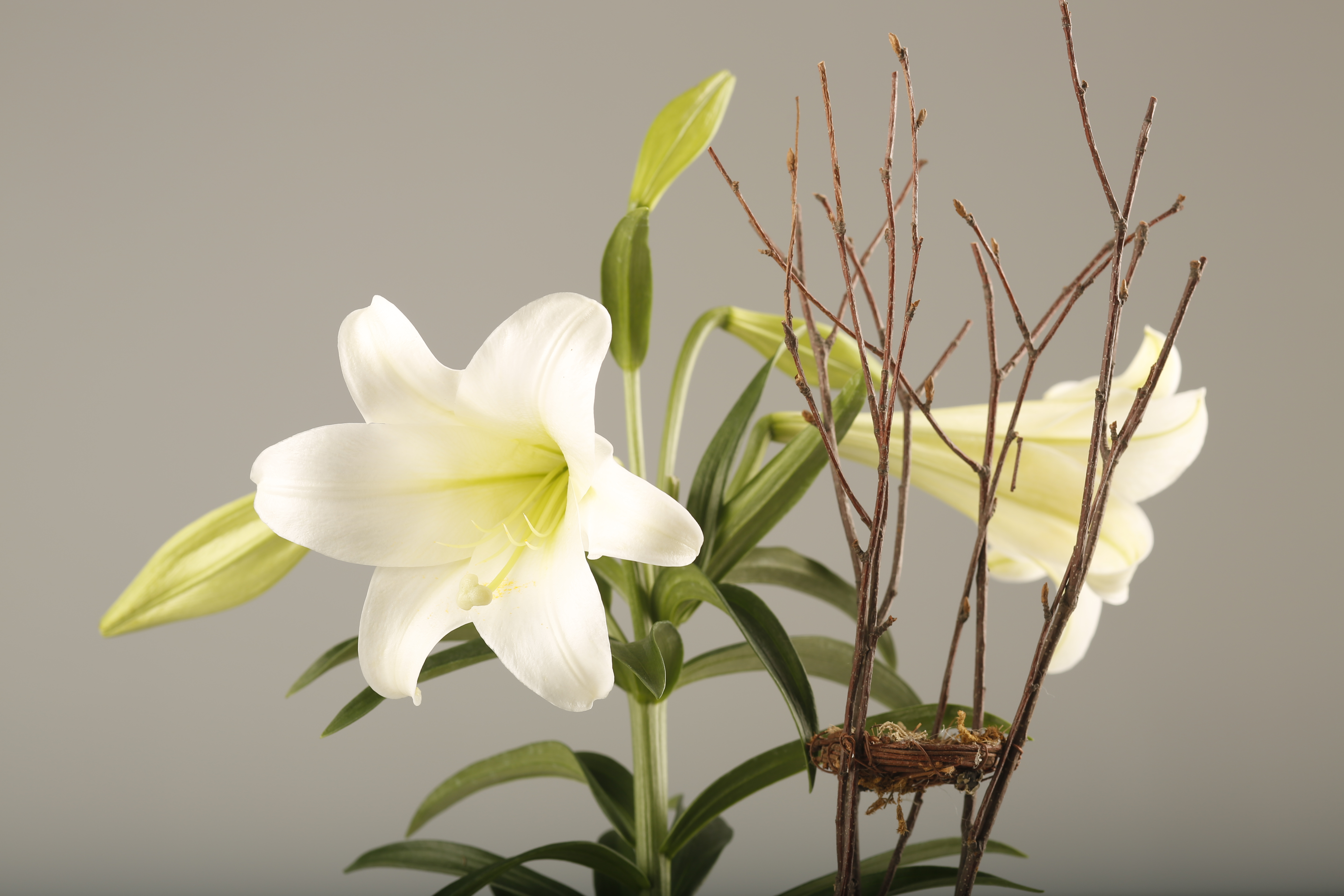 easter lilies images