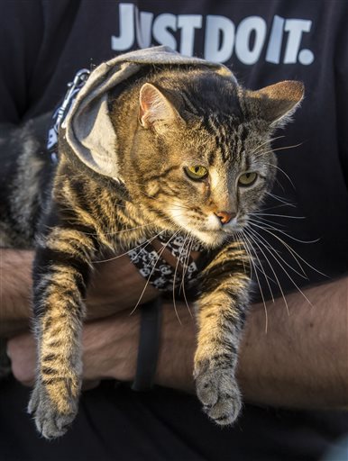 VIDEO: Chattanooga PD homicide investigators rescue cat stuck