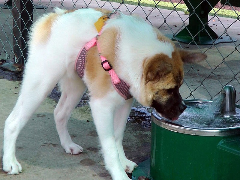 
              Kim Dillenbeck's dog Pig drinks water at a park in Alabaster, Ala., on Tuesday, June 17, 2014. Born in Atlanta with severe deformities and adopted by the Alabama woman as a puppy, the mixed-breed dog has gangly legs, a body that appears to have been cut in two and no neck. She hops like a frog to stand up and walks with a high-shouldered gait that resembles a gorilla. Unable to swing her head side to side, Pig spins her whole body to see what's beside her. (AP Photo/Jay Reeves)
            