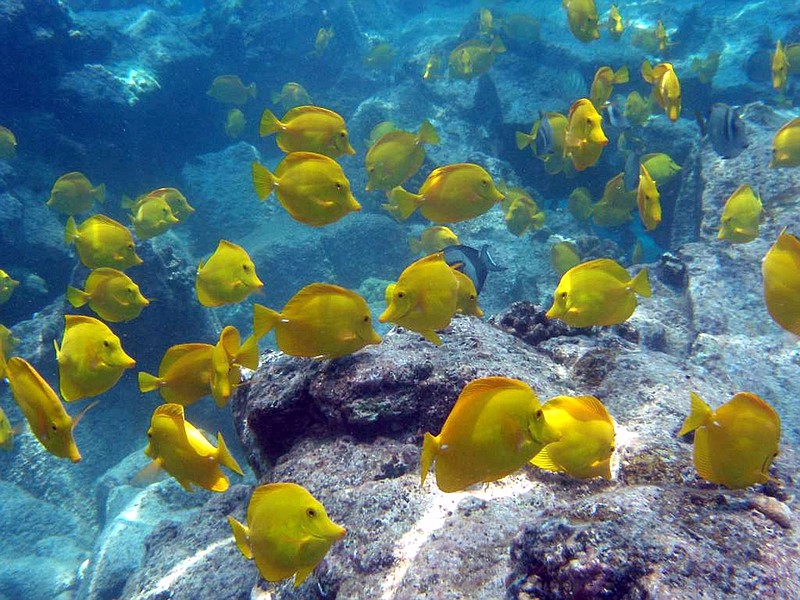 
              File-This undated file photo from Oregon State University shows a school of yellow tang off the coast of Hawaii. The waters off the Hawaii’s largest island are home to a half-million brightly-colored tropic fish that are scooped up into nets each year and flown across the globe into aquariums from Berlin to Boston. Scientists say the aquarium fishery off the Big Island is among the best managed in the world, but it has nevertheless become the focus of a fight over whether it’s ever appropriate to remove fish from reefs for people to look at and enjoy. (AP Photo/Oregon State University, Bill Walsh,File) NO SALES
            