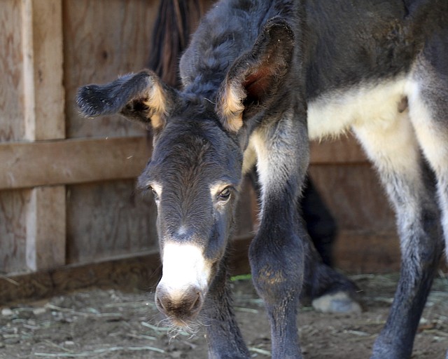 
              In this Saturday, June 28, 2014 photo released by Davis Farmland, a newborn baby male Poitou breed donkey stands at the Davis Farmland park in Sterling, Mass. The rare breed of donkey has long shaggy hair and is taller than a conventional donkey. Farm co-owner Larry Davis said there are only about 100 purebred Poitous remaining in the world. (AP Photo/Davis Farmland)
            