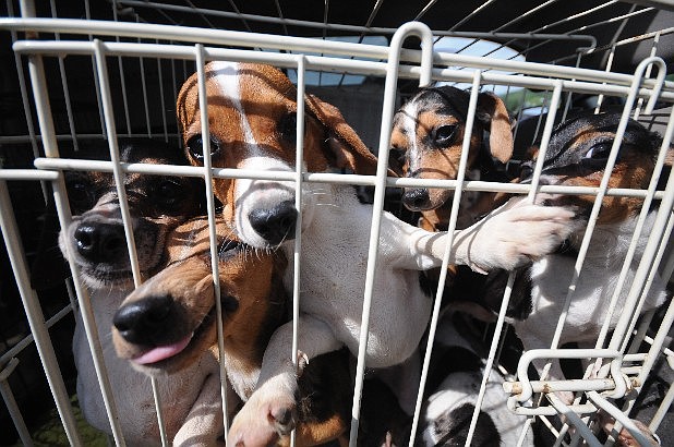 A collection of young Beagles look out of their temporary transport cage after they, and dozens of other dogs, were found in deplorable conditions in Bradley County in this file photo.
