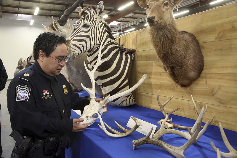 
              Officer Owen Teruya, U.S.  Customs and Border Protection holds deer antlers in Carson, Calif., Wednesday, Aug. 6, 2014. U.S. Customs and Border Protection announced and displayed the taxidermy take with an estimated value of nearly $9,000 on Wednesday. They were seized last month at a port inspection when officers found seven boxes with “animal heads” written on them.  (AP Photo/ Nick Ut )
            