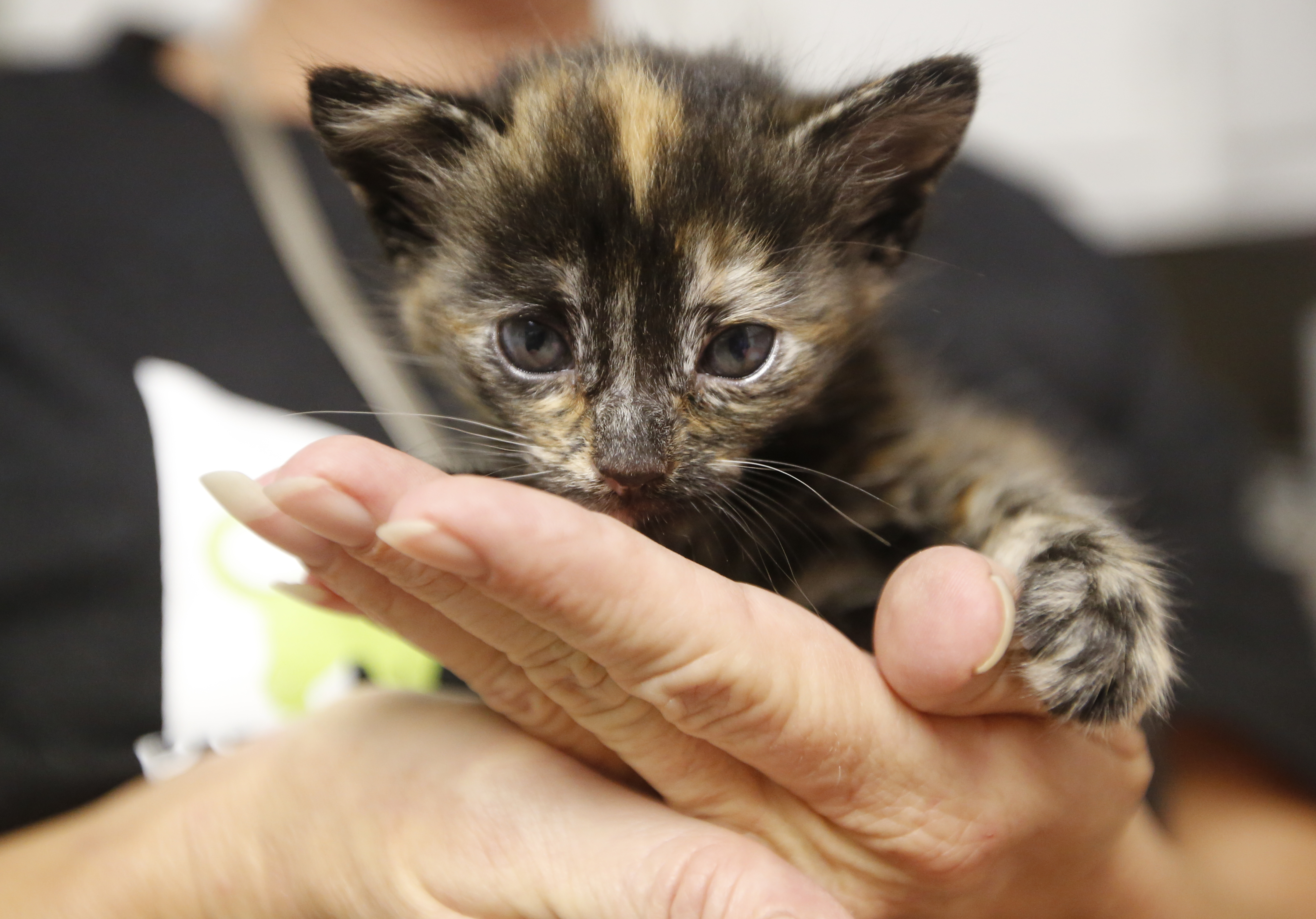 In our hands: Heart wants every shelter to be no-kill, but the head says we  have a long way to go | Chattanooga Times Free Press