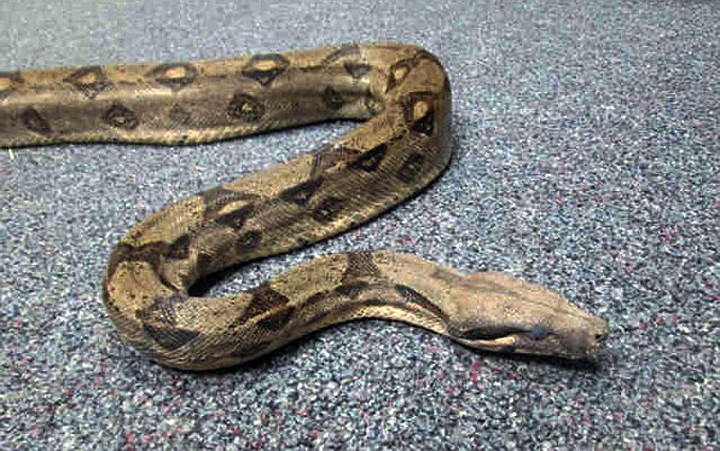 
              This Sept. 19, 2014 photo provided by the San Diego County Department of Animal Services shows a boa constrictor that has been seized from a man in San Diego, Calif. Authorities said Wednesday, Sept. 24, 2014  that 27-year-old Travis Eisner-Young was arrested while driving his pedicab Sept. 16. When police found him, he had a ball python around his neck. After learning that Eisner-Young had at least one more snake, Animal Services officers went to his hotel room and found a boa constrictor, seen in this photo, in poor condition. (AP Photo/San Diego County Department of Animal Services)
            