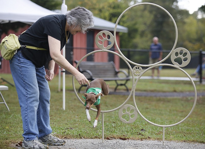 Helen Aiken with the Obedience Club of Chattanooga guides Randy the rat terrier through hoops Saturday at  Bark in the Park.