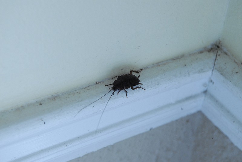 A large cockroach walks across molding in this file photo.