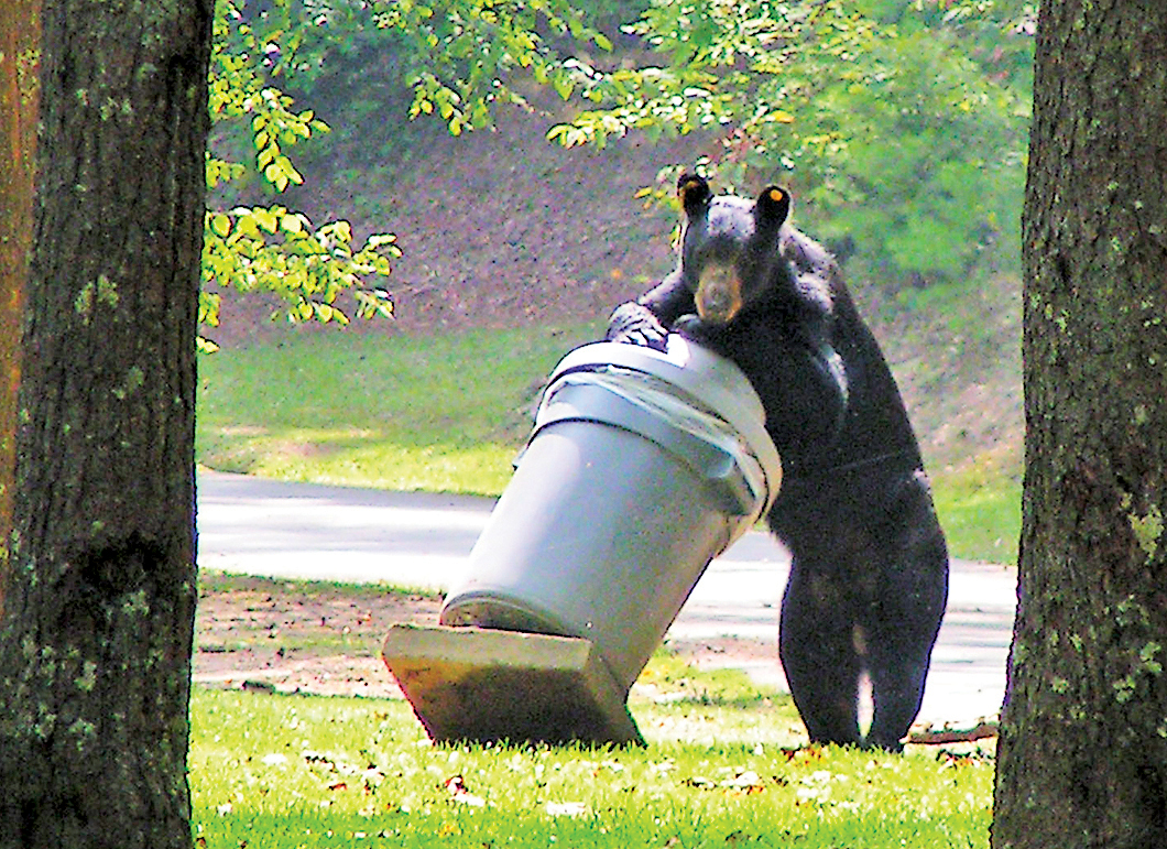 North Shore black bears: garbage a major problem - North Shore News