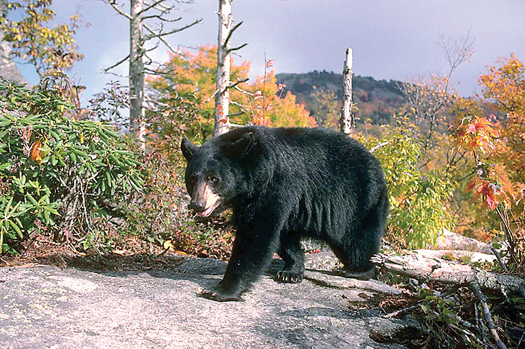 Black bears on rise in Northeast Alabama | Chattanooga Times Free Press