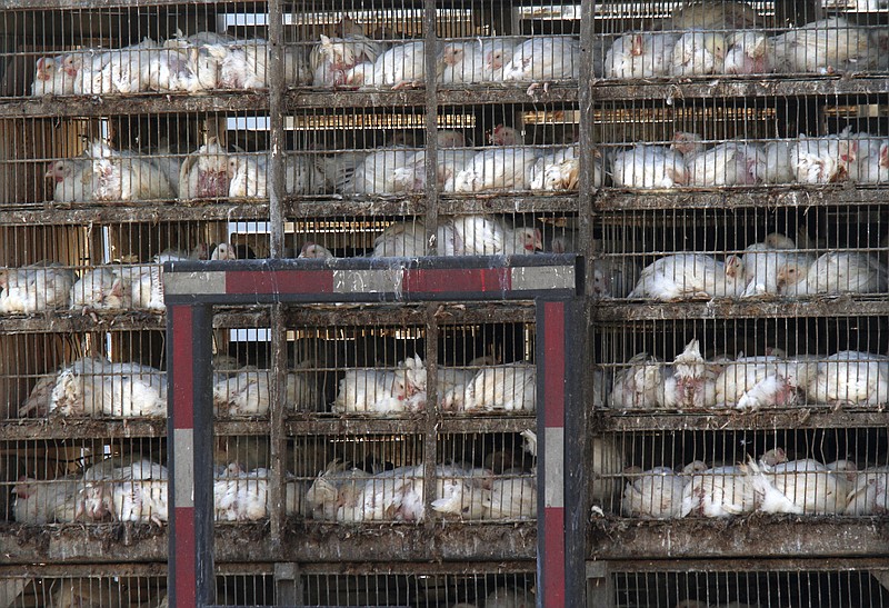 Cages of chickens arrive on a flatbed trailer at the Koch Foods chicken processing plant in Chattanooga on Wednesday. An animal rights group is accusing the plant of inhumane treatment of chickens.