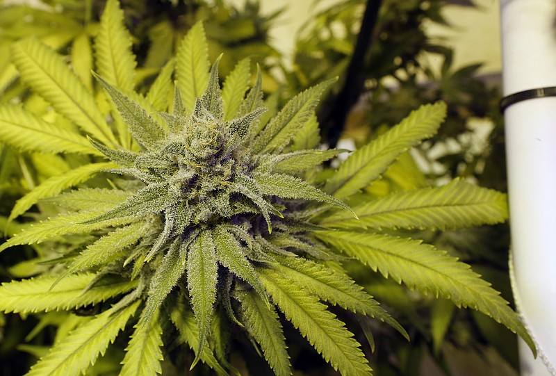 Legally-grown marijuana grows at a dispensary in Denver in this May 8, 2014, file photo.
