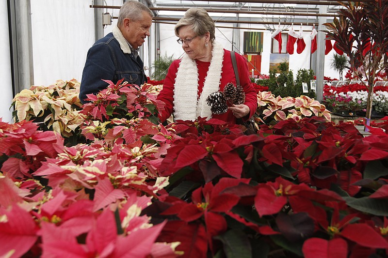 Steve Turner, left, and his wife Nancy browse through displays of poinsettias while shopping at the Barn Nursery Christmas Festival on Saturday, Nov. 29, 2014, in Chattanooga, Tenn.
