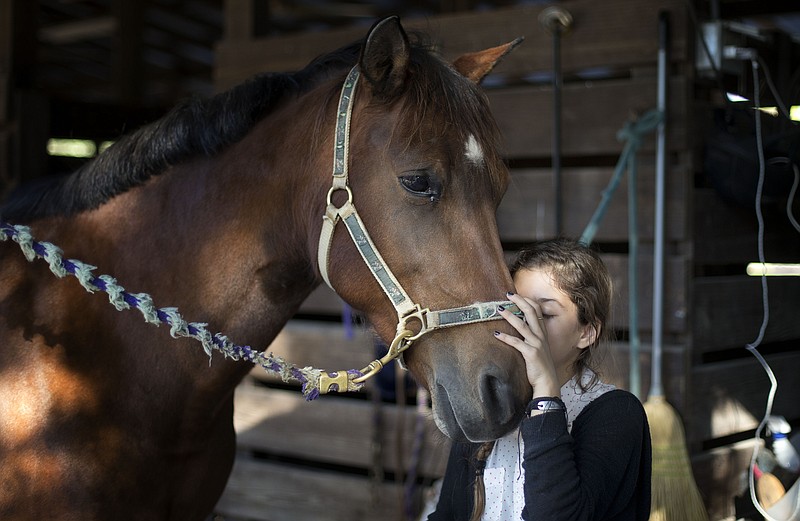 Ava Exelbirt hugs one of the remaining horses at the Masterpiece Equestrian Center in Davie, Fla., Tuesday, Dec. 16, 2014. Ava lost the horse she rode to poisoned feed on Monday. There's nothing that can be done to save 18 poisoned horses at a Florida equestrian center, so their young riders are holding "spa days" to brush their manes and tails, paint their hooves, feed them hay and pet their noses to keep the animals comfortable in their last days. Four horses at Masterpiece Equestrian Center have died since October because of contaminated feed, and the owners of the rest are struggling to accept the approaching deaths of the others. 