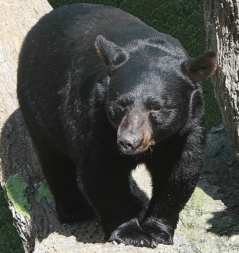 This 2009 file photo depicts a black bear walking through the Great Smoky Mountains National Park. 