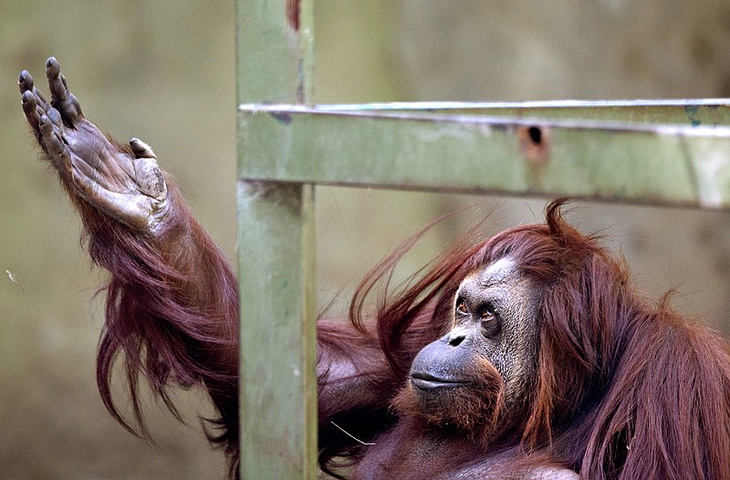 The orangutan named Sandra sits in her enclosure at Buenos Aires' Zoo in Buenos Aires, Argentina, Monday, Dec. 22, 2014. An Argentine court has ruled that Sandra, who has spent 20 years at the zoo, should be recognized as a person with a right to freedom. The ruling would free Sandra from captivity and have her transferred to a sanctuary in Brazil after a court recognized the primate as a "non-human person" which has some basic human rights. 