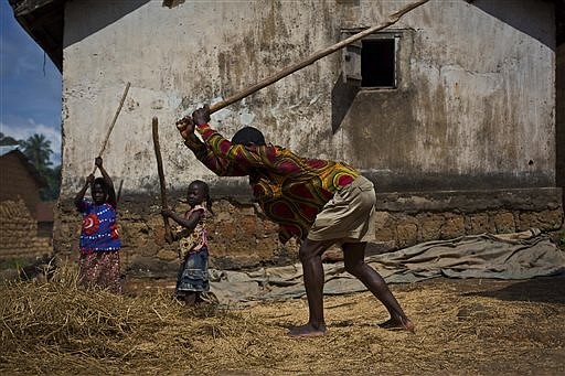 Villagers thresh rice in the Guinean village of Meliandou, some 400 miles south-east of Conakry, Guinea, in this Nov. 22, 2014, photo.