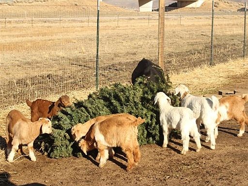 Several goats munch on a pine tree in Reno on Tuesday, Dec. 23, 2015. They are owned by Vince Thomas, founder of Goat Grazers, who along with his 40 goats are teaming up with the Truckee Meadows Fire Protection District to help recycle Christmas trees and keep them out of landfills. (AP Photo/Reno Gazette-Journal, Marcella Corona)
