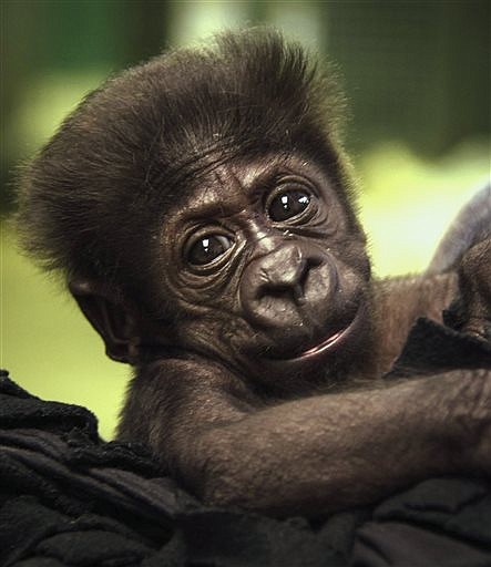 Kamina, a Western Lowland gorilla who was born Aug. 16 at the zoo, is pictured at the zoo in Oklahoma City in this Sept. 21, 2014, file photo.
