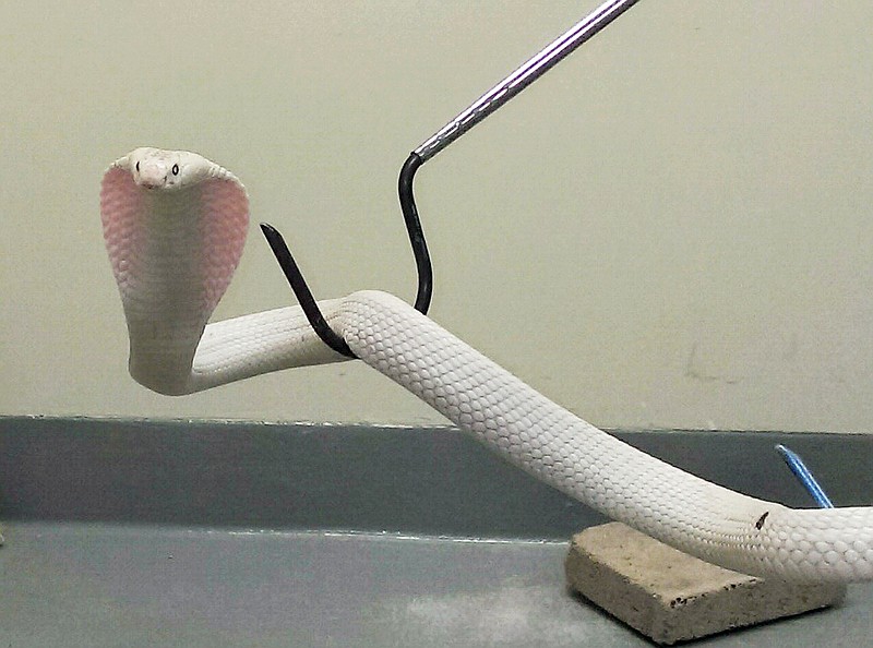 
              FILE - This Sept. 5, 2014 file photo provided by the Los Angeles Zoo shows the white monocled cobra being held in quarantine after being caught by Los Angeles County Animal Control officers in Thousand Oaks, Calif. The white monocled cobra that briefly became a national celebrity after it roamed a Southern California neighborhood for several days in September now has a new name. The cobra will be called Adhira, which in Hindi means lightning. Adhira came in first in an online poll by the San Diego Zoo, it's current home, announced Friday, Jan. 2, 2015. Adhira received 4,612 votes, besting Sapheda (white), Krima (cream), Cini (Sugar), Moti (pearl) and Sundara (beautiful). (AP Photo/Los Angeles Zoo, Ian Recchio, Curator of Reptiles and Amphibians, File)
            