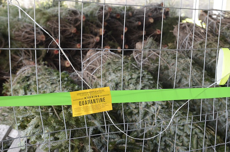 After the discovery of gypsy moths, a non-native pest species, United States Department of Agriculture quarantine warning stickers are seen on Christmas trees at the Redoubt soccer complex on Bonny Oaks Road on Tuesday in Chattanooga.