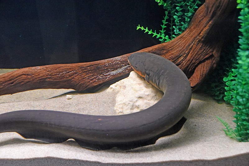 Miguel Wattson, the Tennessee Aquarium's newly installed Amazonian electric eel, is set up to automatically post to Twitter with each spike in his electric activity.