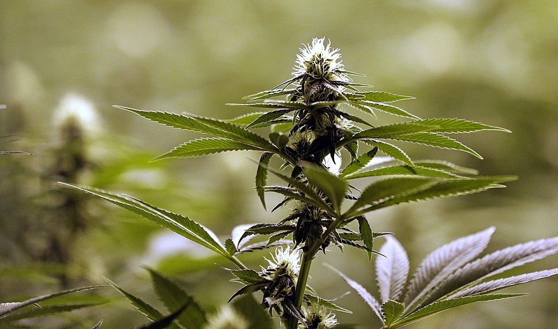 A flower nearly ready for harvest sits atop a mature marijuana plant at the Pioneer Nuggets marijuana growing facility in Arlington, Wash., in this Jan. 13, 2015, photo.