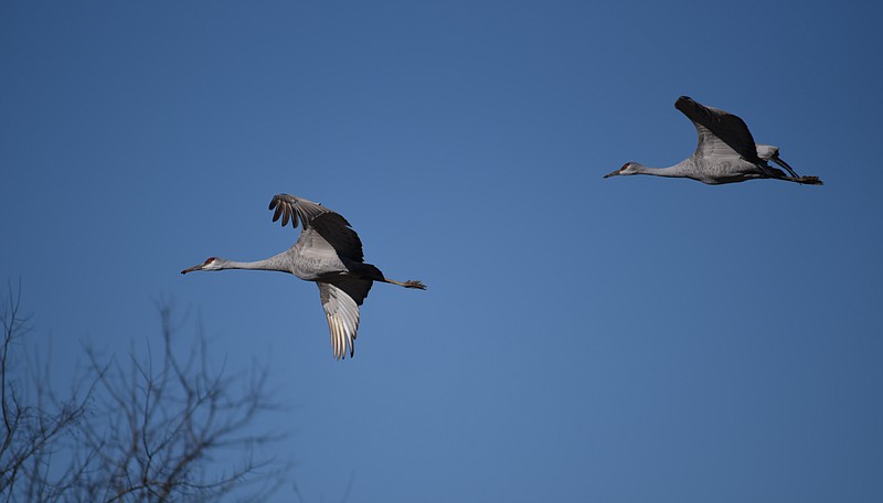 Sandhill Cranes fly Sunday, Jan. 18, 2015, during the Tennessee Sandhill Crane Festival at the Hiwassee Wildlife Refuge. As of last week, a Chickamauga Lake-wide count logged 32,700 of the birds.