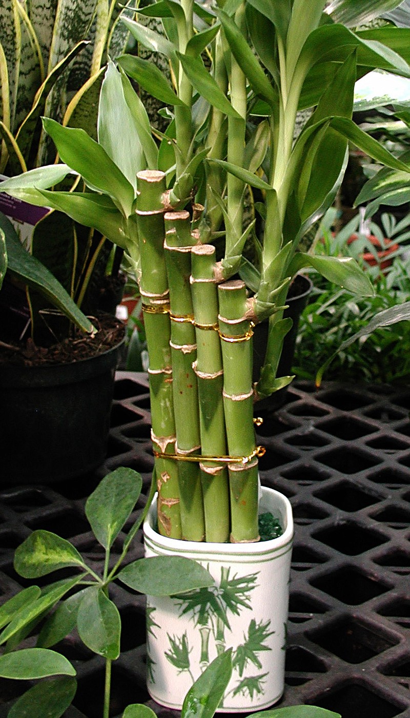 With five stalks (one hidden), this clump of lucky bamboo is slated to bring wealth to its custodian.