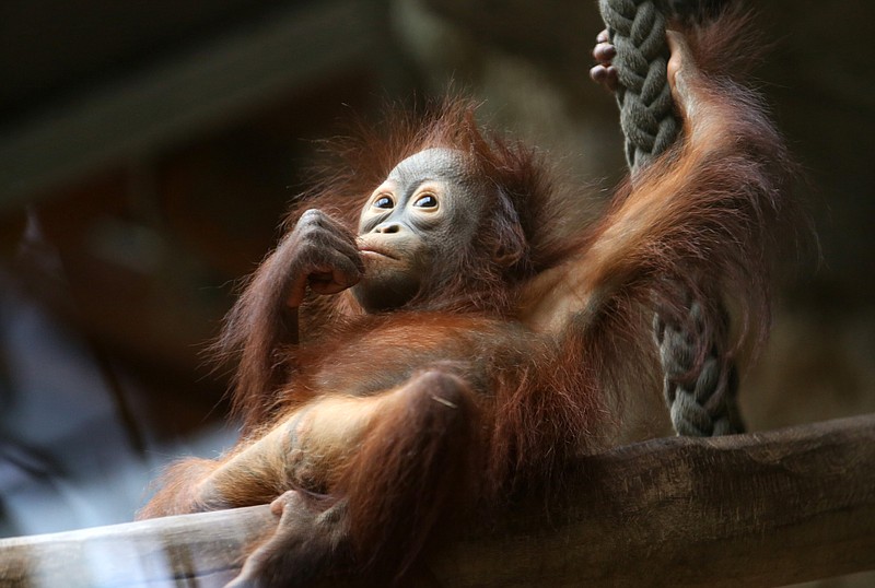 Female orangutan baby, Surya,  rests  in the enclosure in the zoo in Rostock, northeastern Germany, Wednesday, Jan. 28, 2015. 