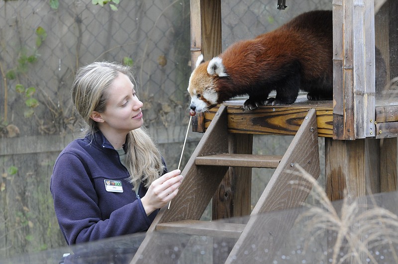 Amy Solis feeds a grape on a stick to Wen-Dee, a red panda that is part of a Species Survival Plan at the Chattanooga Zoo. The zoo has received red pandas transferred from other zoos in the SSP program, a practice designed to give the species the best chance at survival and growth around the world.