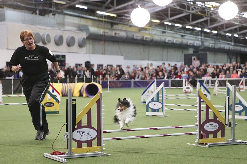 Westminster dog show agility contest grows by leaps, bounds