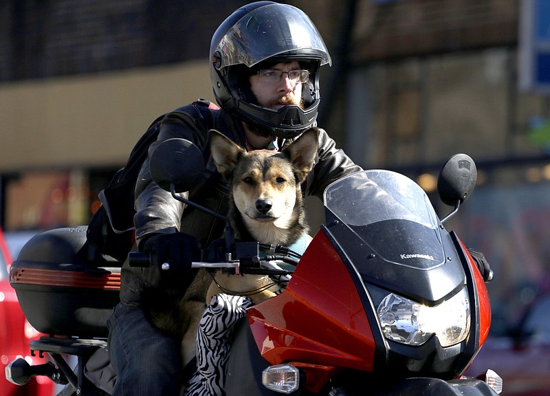 City Cafe employee Kenneth Skinner, 24, drives along Fraizer Ave with his dog Fifty Caliber "Cali" while running errands on Tuesday, February 10, 2015. 