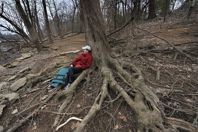
              Kathleen Williams, Executive Director of Tennessee Parks and Greenway Foundation, takes a break by one of the trees on Hill Island on Monday, Feb. 9, 2015 near Madison, Tenn.  The foundation, which was waylaid for awhile on several other large-scale conservation efforts, has now rekindled its plans for Hill's Island, which it received as a gift from Adventist Health System in 2006.   (AP Photo/The Tennessean, John Partipilo)  NO SALES
            