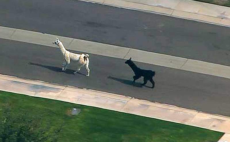 In this image taken from video and provided by abc15.com, two quick-footed llamas dash in and out of traffic in a Phoenix-area retirement community before they were captured Thursday, Feb. 26, 2015, in Sun City, Ariz. The llamas thwarted numerous attempts by Maricopa County Sheriff's deputies and bystanders to round them up before they were roped into custody.